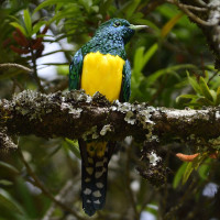 African Emerald Cuckoo